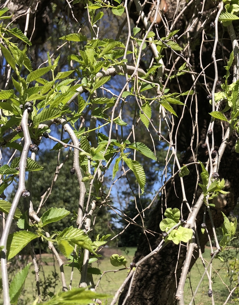 'Pendula' Leaves - March 28 - Wake Co., NC
