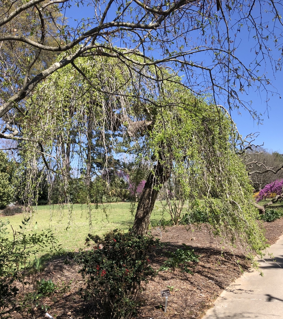 'Pendula' Form - March 28 - Wake Co., NC