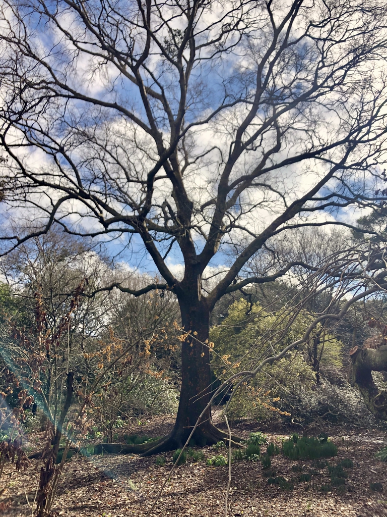 Ulmus parvifolia