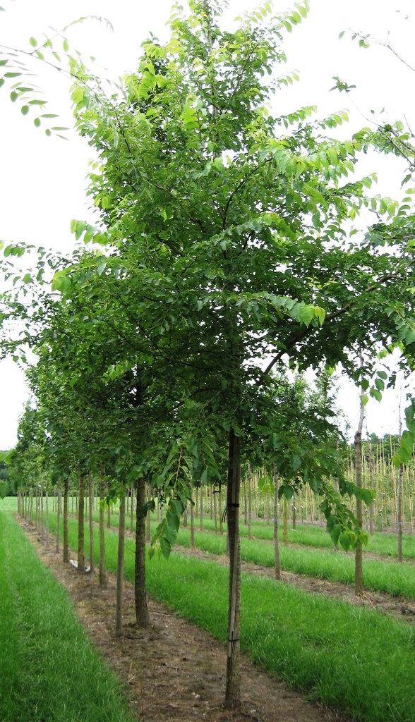 Upright form of a young tree