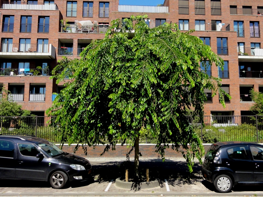 Upright form of a more mature tree