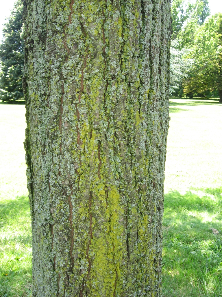 Grayish-brown fissured bark