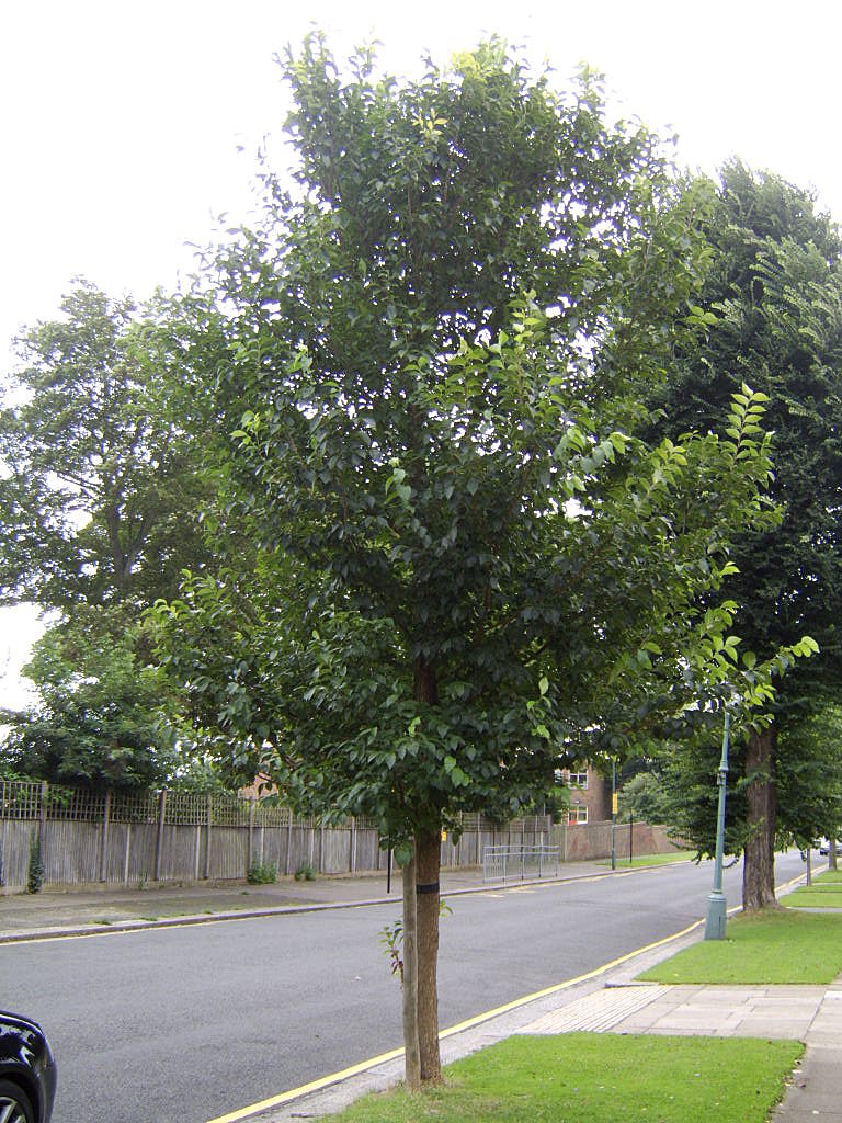 Form of a young tree
