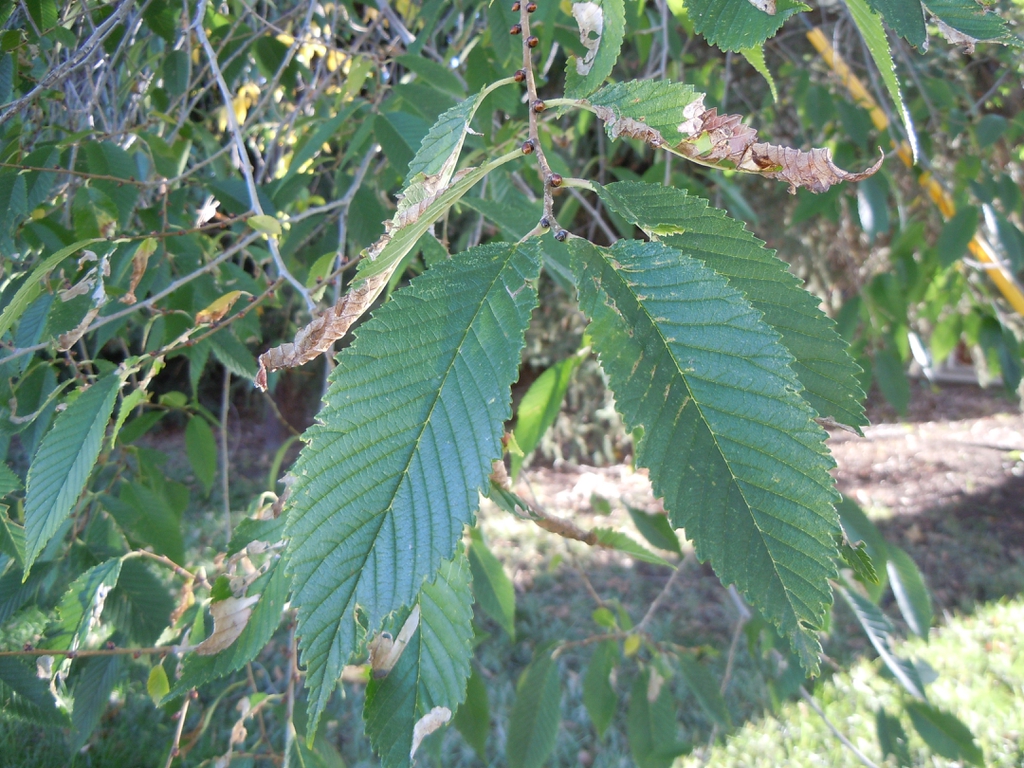 Ulmus Pumila