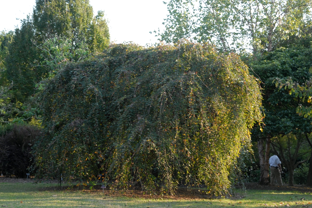 'Lace Parasol' Form