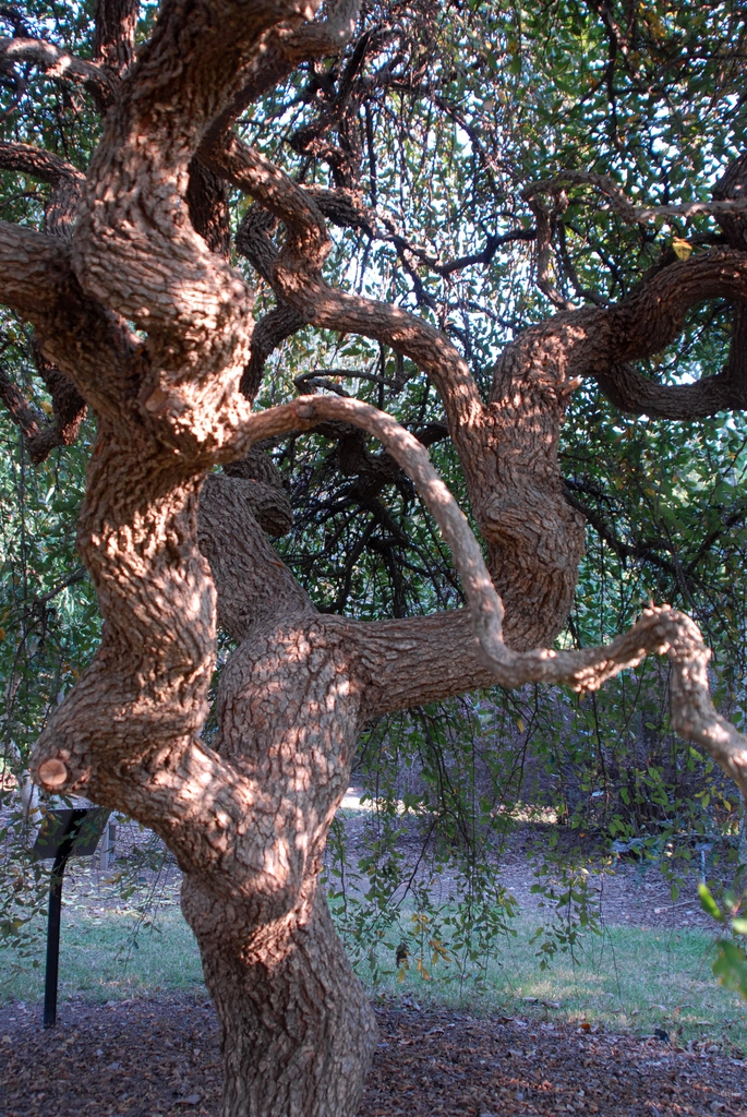 'Lace Parasol' Growth Habit