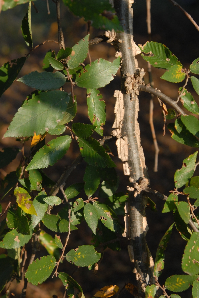 'Lace Parasol' Leaf Twig