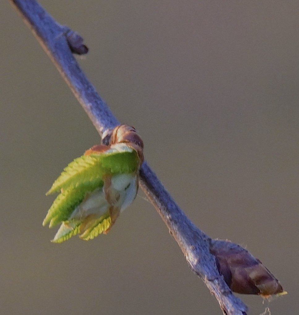 Leaf bud breaking with light green leaves emerging