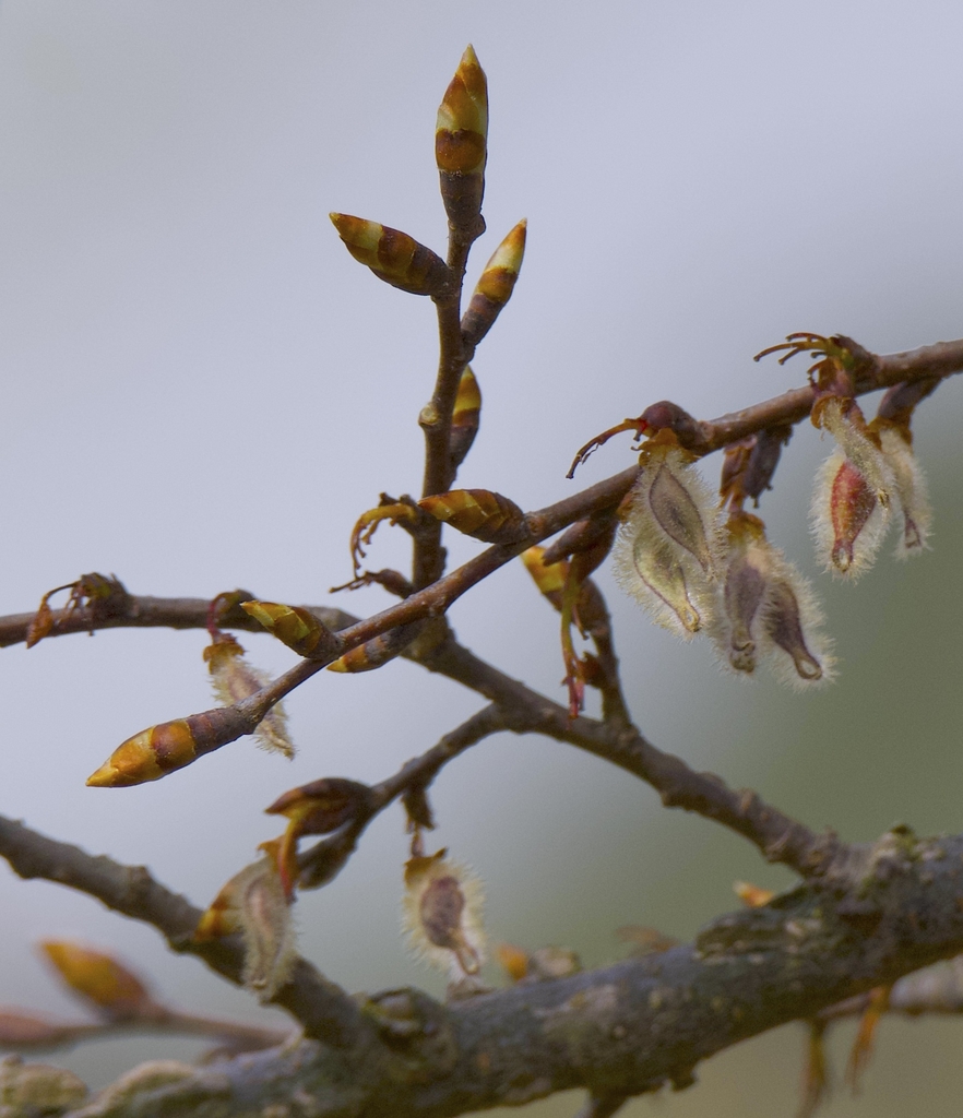 Reddish-brown flower buds with winged samaras fine white hairs