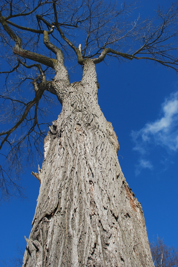 Tree in winter (Outremont, Montreal, QC)-Early Winter