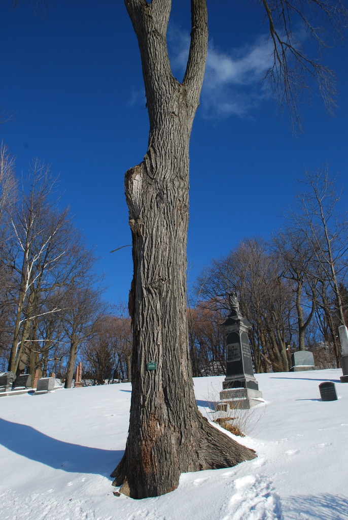 Tree in winter (Outremont, Montreal, QC)-Early Winter