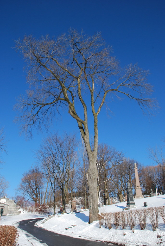 Tree in winter (Outremont, Montreal, QC)-Early Winter