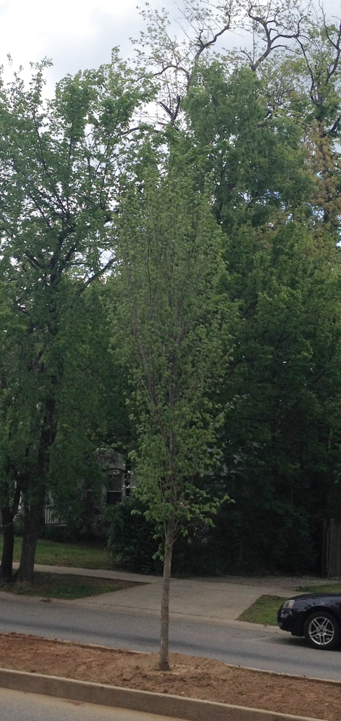 Ulmus americana