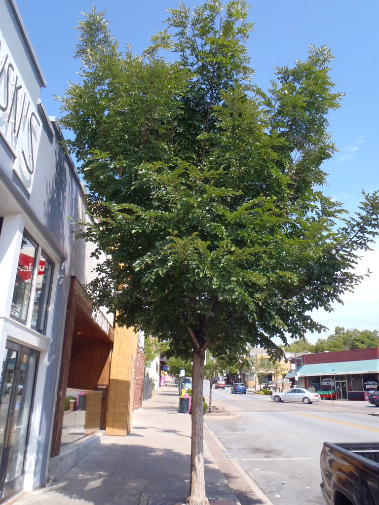 Ulmus americana