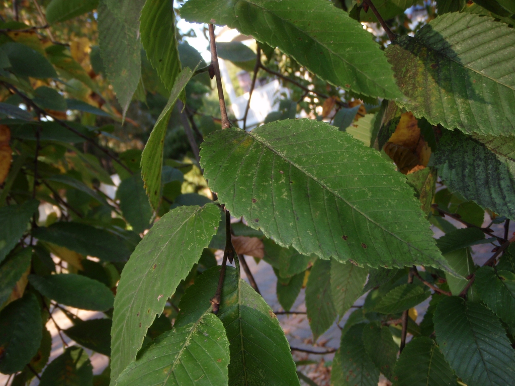 Leaf