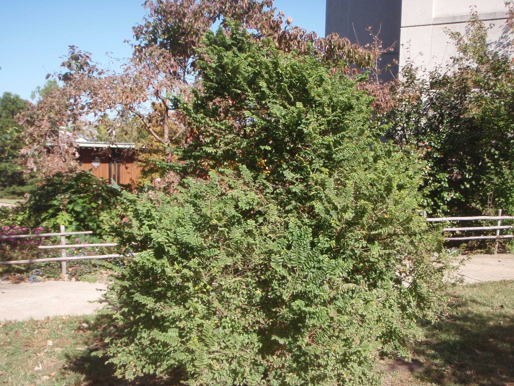 'Jacqueline Hillier' Form