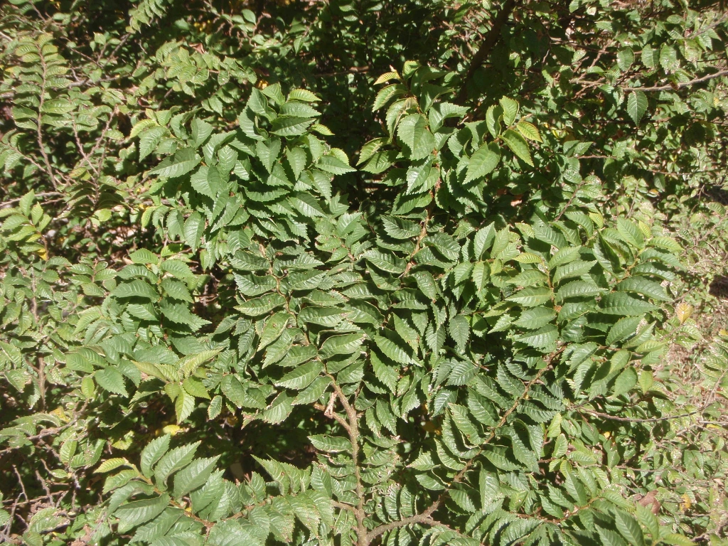 'Jacqueline Hillier' Leaf