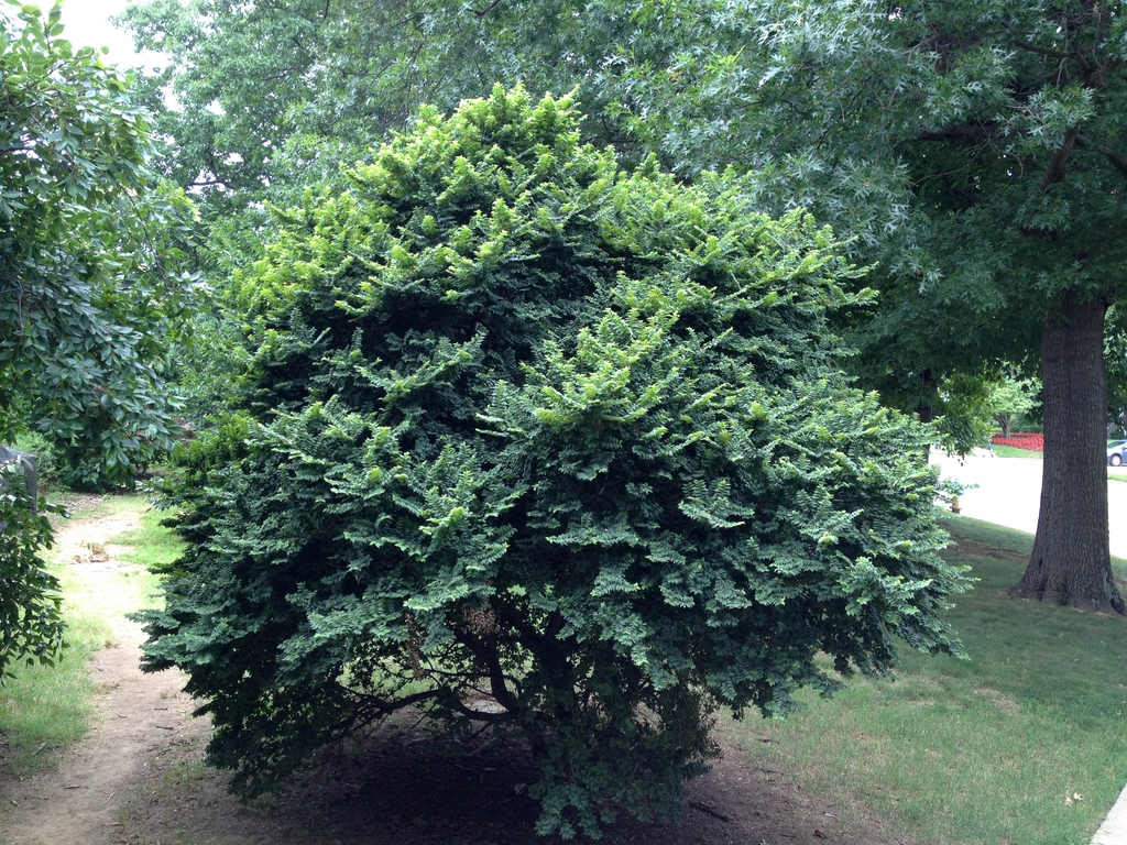 Ulmus carpinifolia