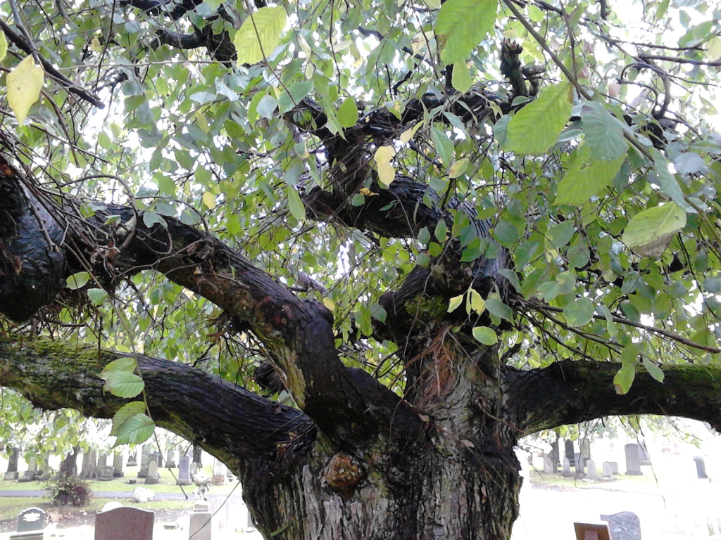 Ulmus glabra 'Horizontalis'