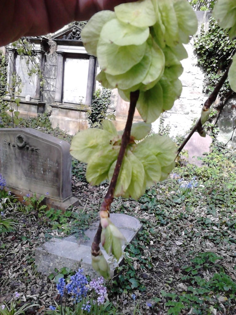 Ulmus glabra 'Horizontalis'