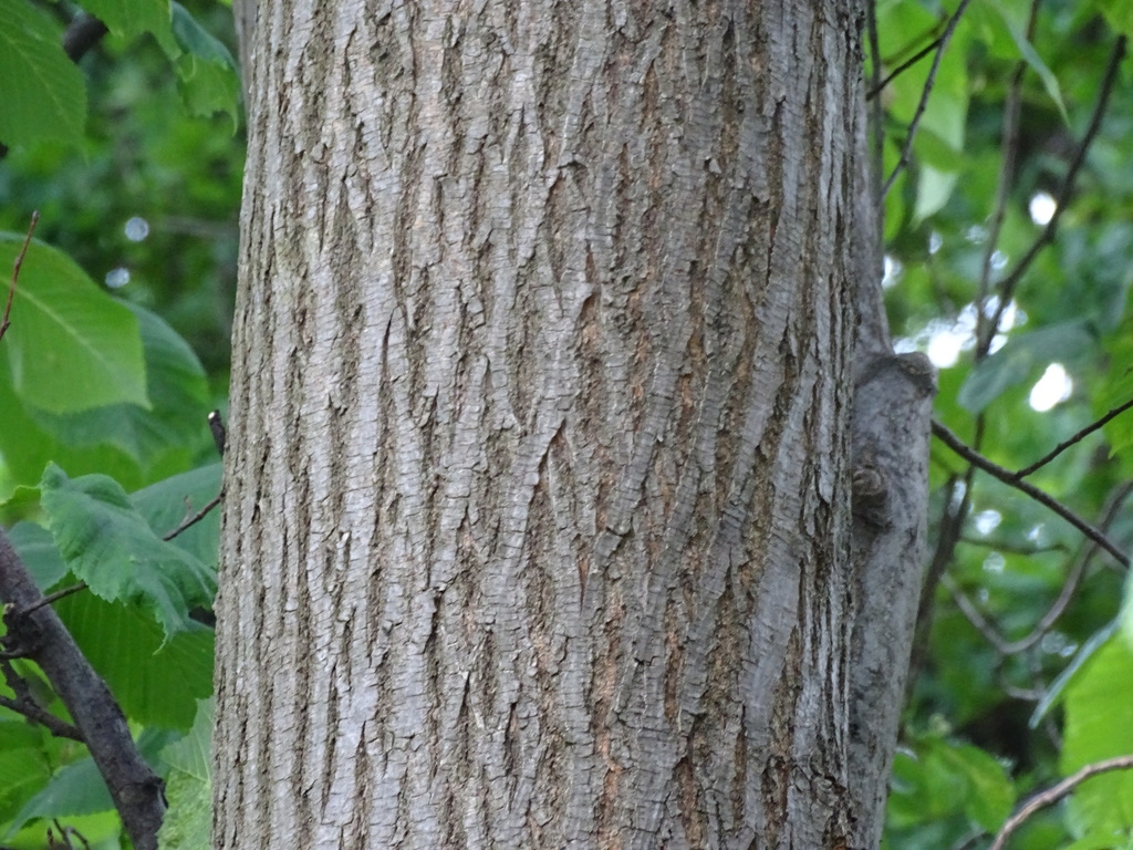 Bark