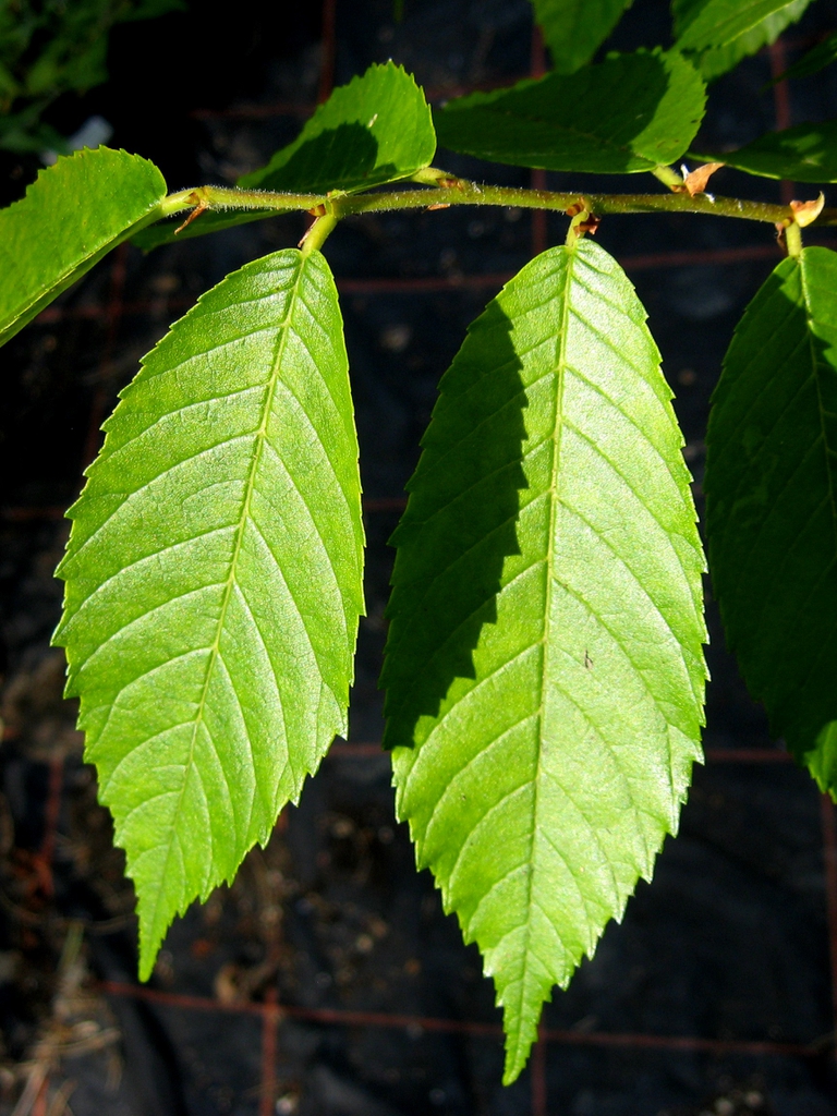 Ulmus mexicana