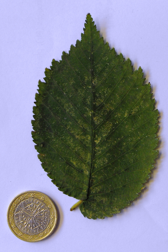 Leaf closeup