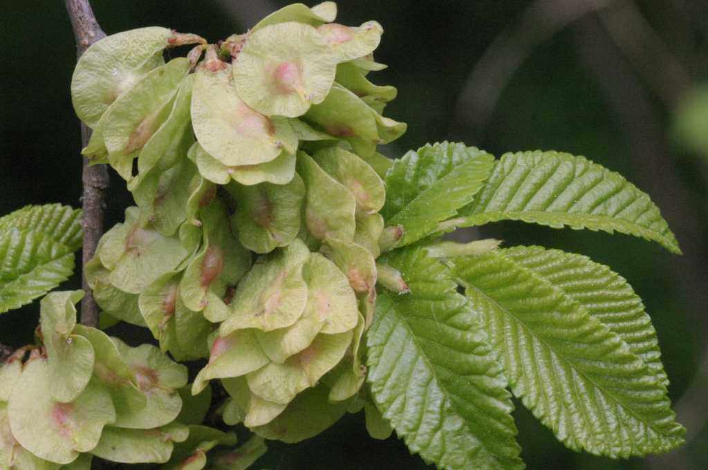 Leaves and fruit