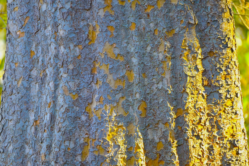 Distinctive mottled, exfoliating bark orage and grey
