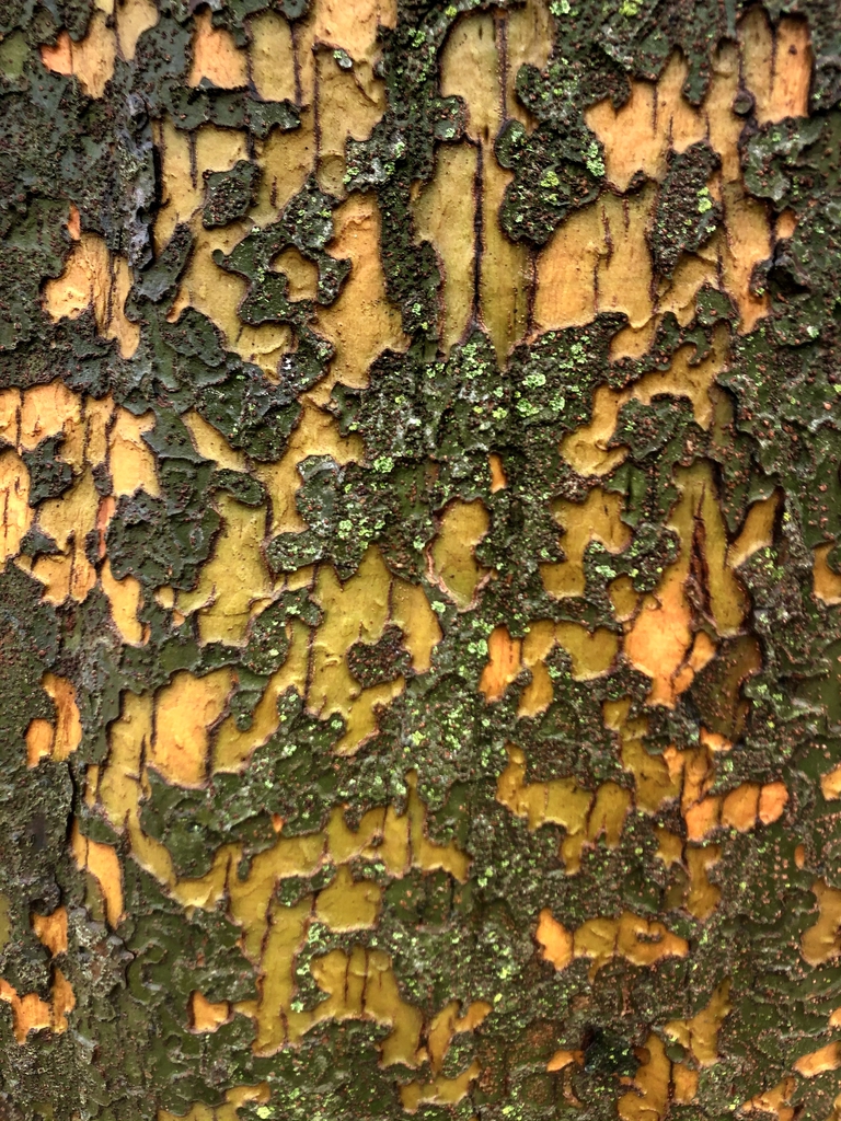 close-up photo of colorful, mottled bark