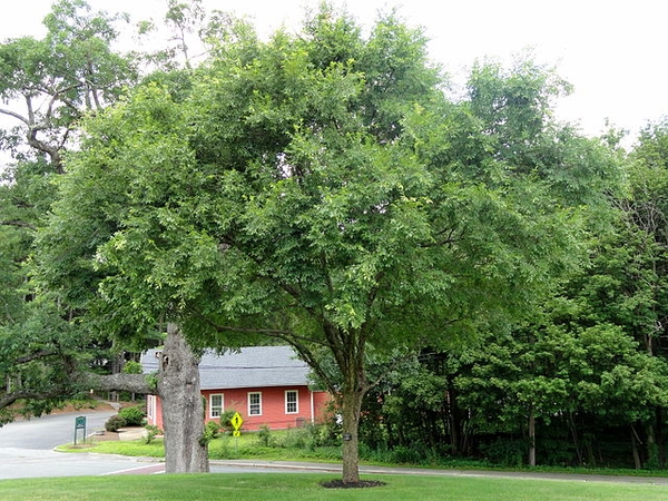 Ulmus parvifolia
