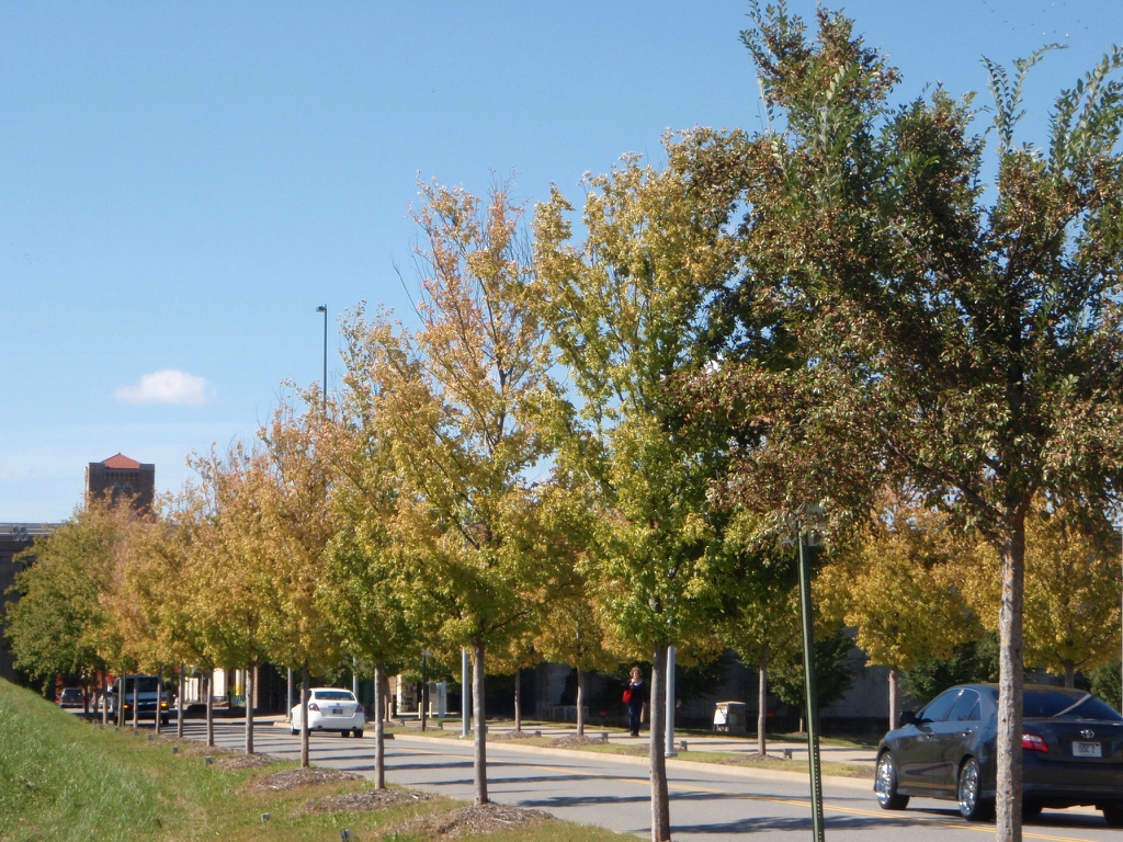'Allee' Fall Color Form