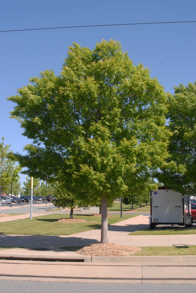 Ulmus parvifolia