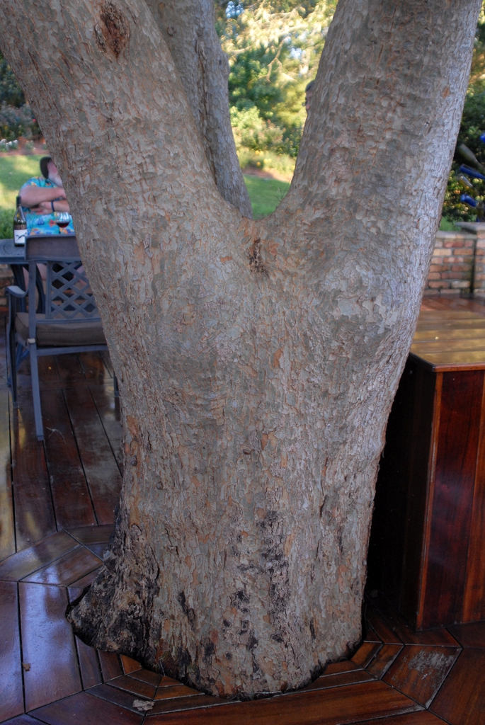 Ulmus parvifolia