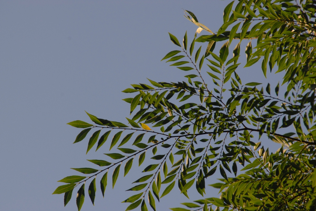 Ulmus parvifolia