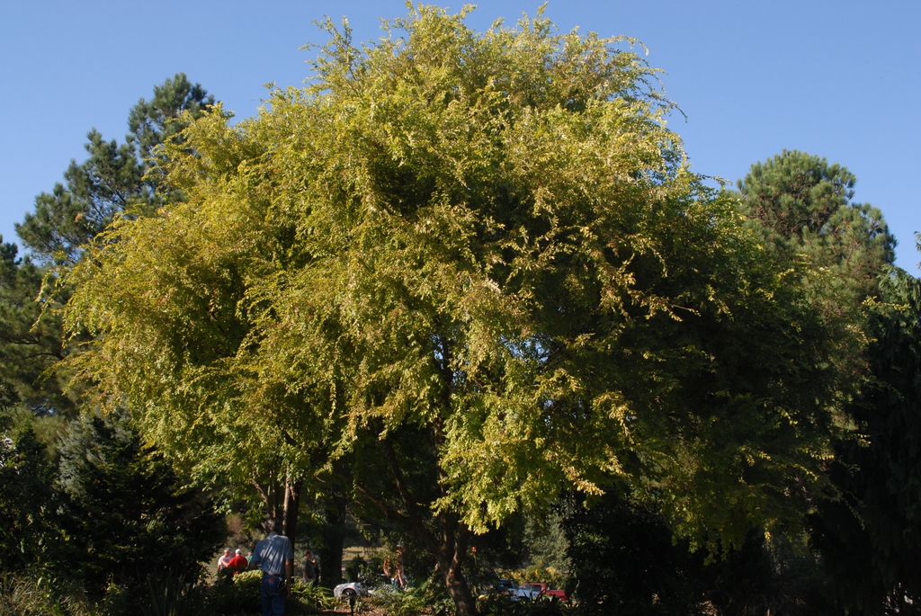 'Golden Ray' Form