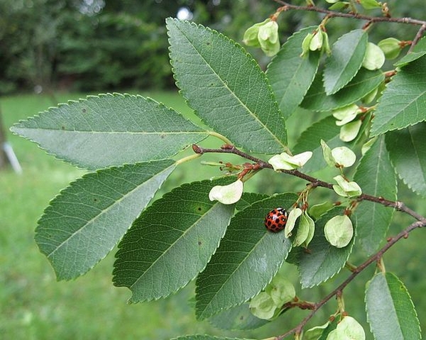 Ulmus parvifolia