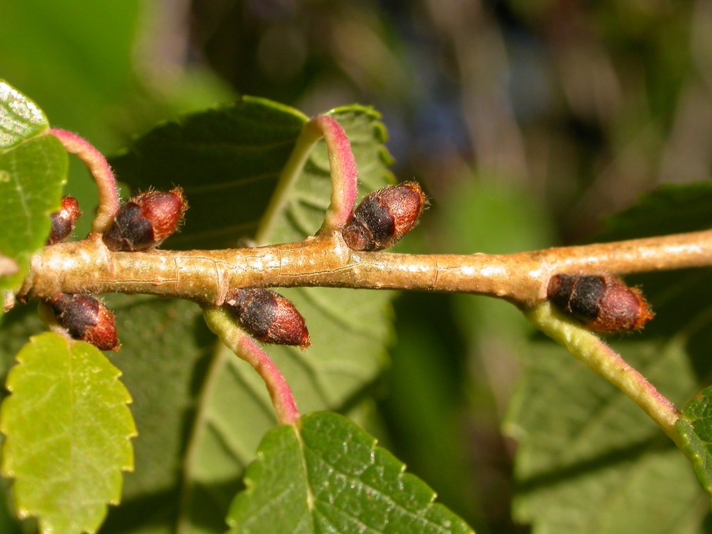 Ulmus pumila