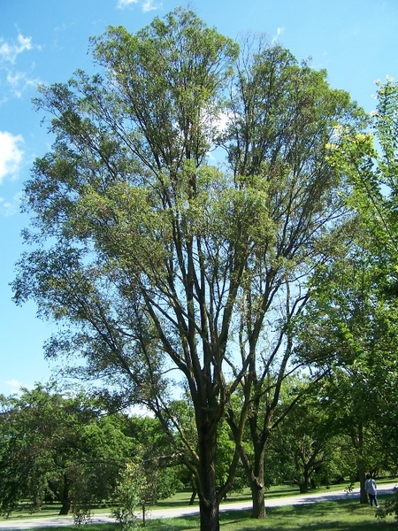 Ulmus pumila