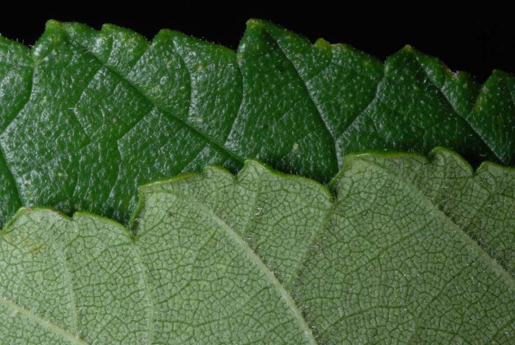 Serrated margins (Guilford County, NC)-Mid Summer