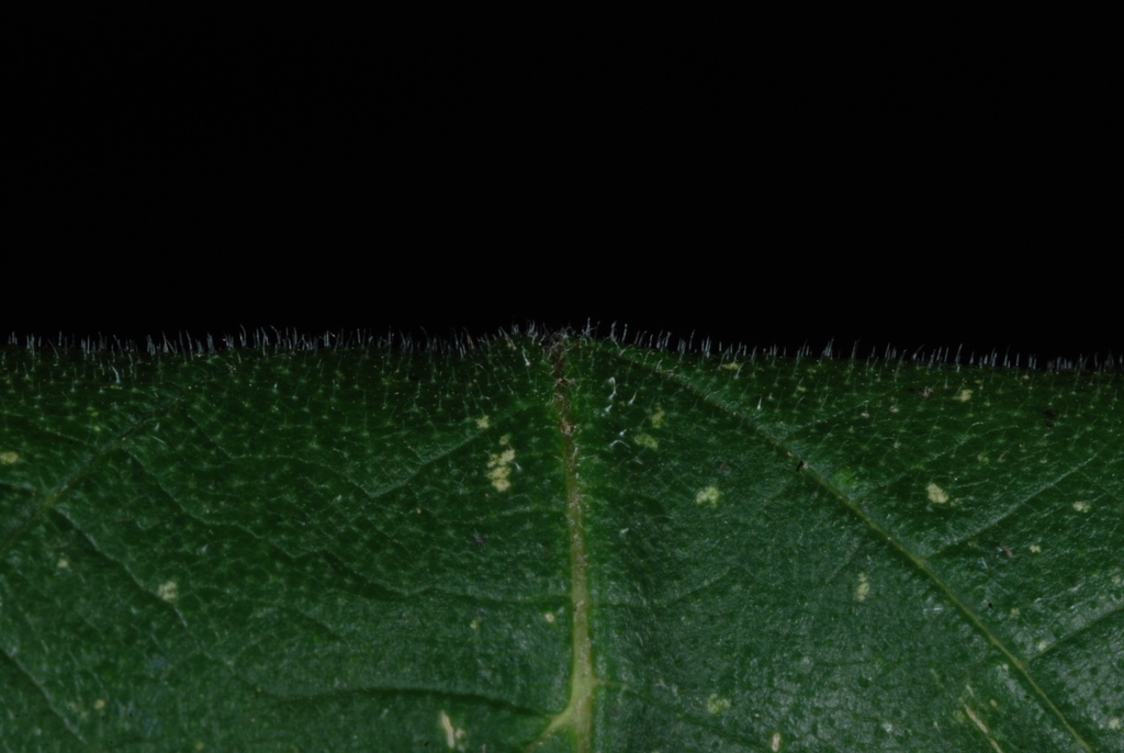 (Guilford County, NC)-Mid Summer