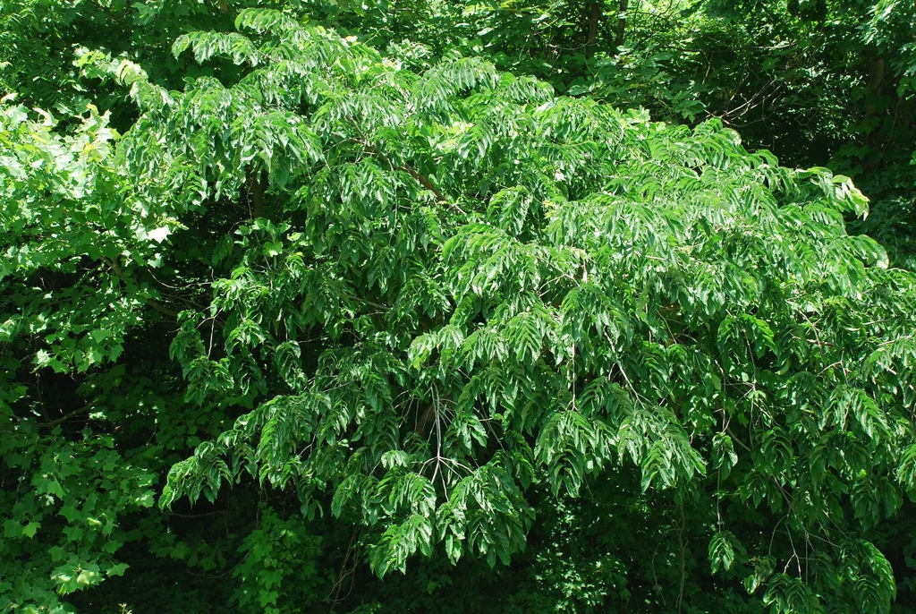 Tree form (Guilford County, NC)-Mid Summer
