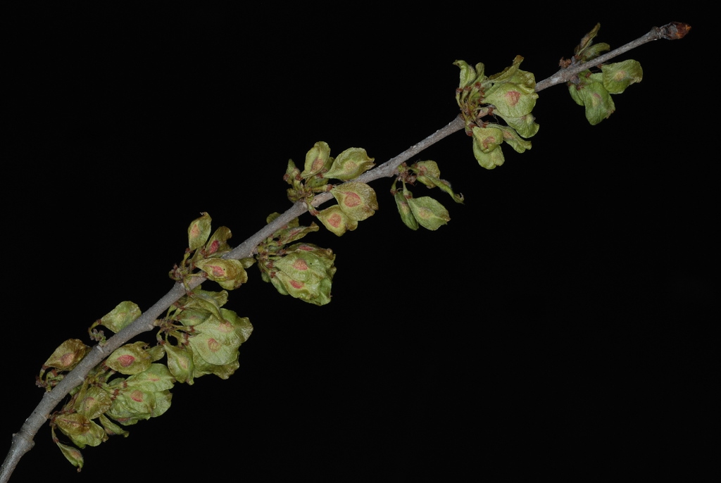 Fruits (Guilford County, NC)-Mid Summer