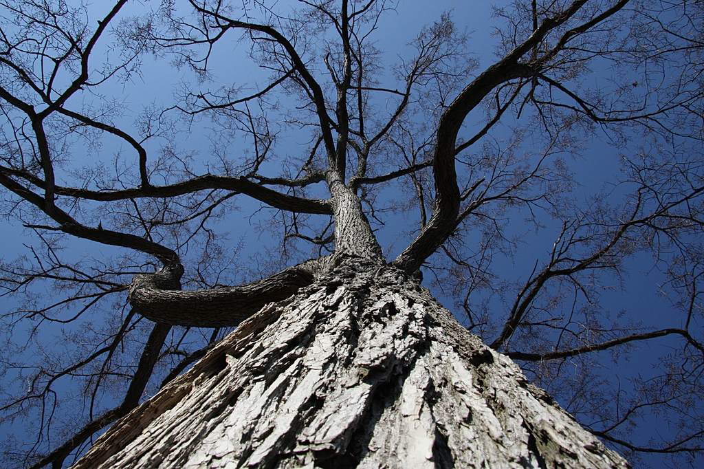 Ulmus rubra