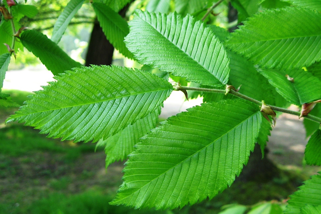 Ulmus thomasii