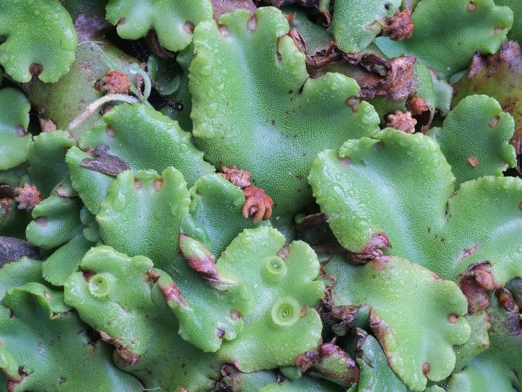 Umbrella liverwort (with rosettes and brown thalli)