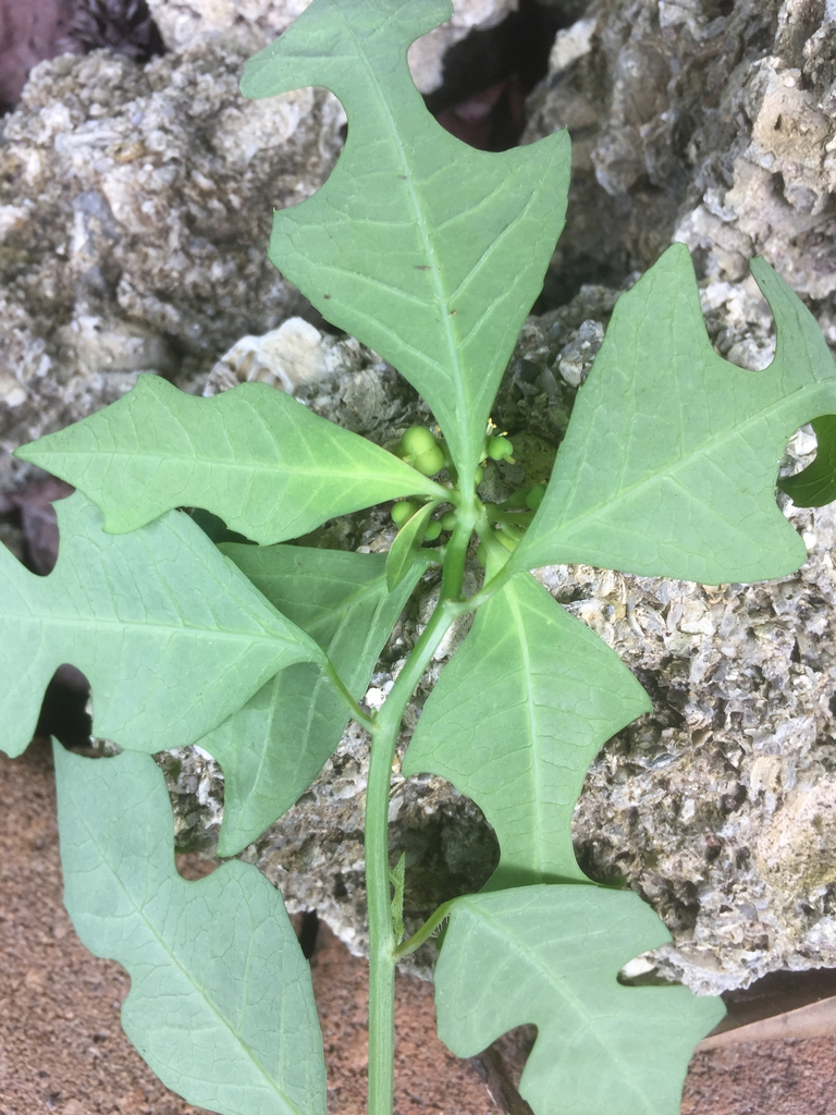 Euphorbia heterophylla var cyathophora