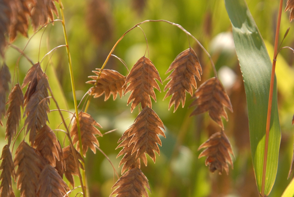Uniola paniculata
