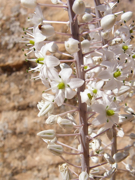 Flower stem