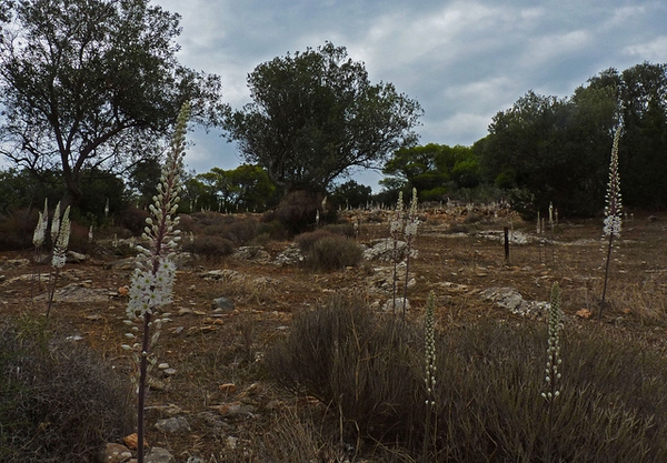 Native habitat
